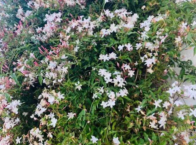 Casa de hóspedes Belavista & Pool