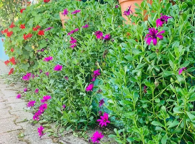 Belavista & Pool ゲストハウス 4*